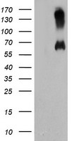 DLD Antibody
