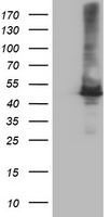 DLD Antibody