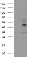 DLD Antibody