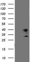 LMAN1 Antibody