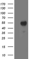 LMAN1 Antibody