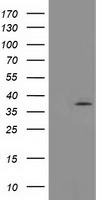 LMAN1 Antibody