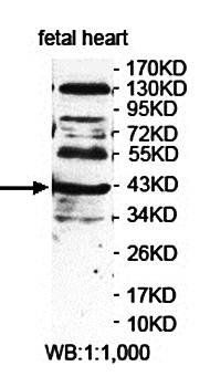 LMAN2L Rabbit Polyclonal Antibody