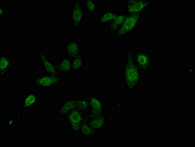 LMNA Antibody