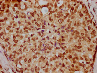 LMNA Antibody