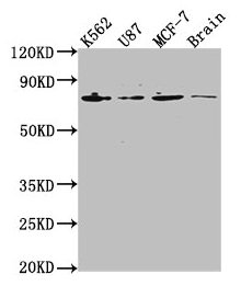 LMNA Antibody