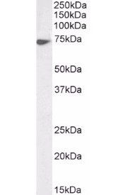 Lamin B1 (aa526-537) Antibody