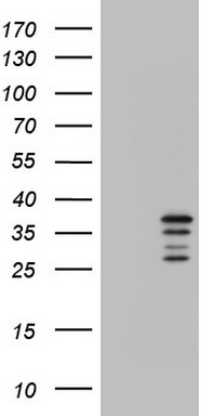 LNX1 Antibody