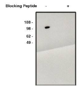 Rabbit Human LNX2 Antibody
