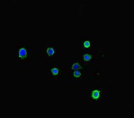 LONP1 Antibody