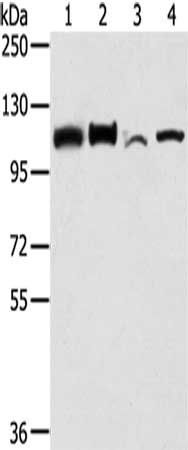 LONP1 Antibody