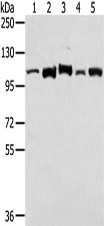 LONP1 Antibody