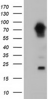 LOX Antibody