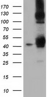 LOX Antibody