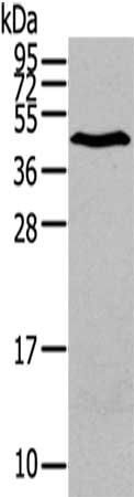 LPAR1 Antibody
