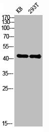 LPAR1 Antibody