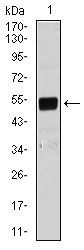 mouse Lplunc1 Antibody
