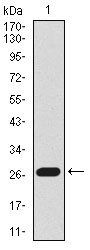 mouse Lplunc1 Antibody
