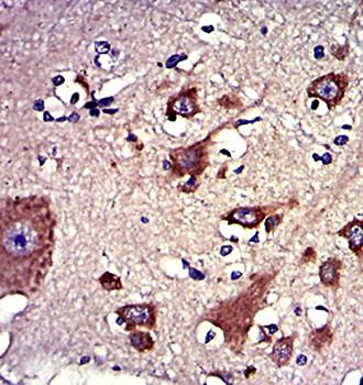 LPlunc1 Antibody
