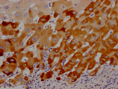 LRG1 Antibody