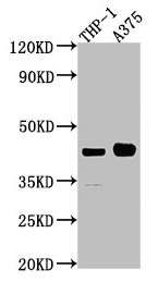 LRPAP1 Antibody
