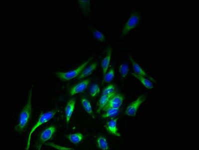 LRRC3B Antibody