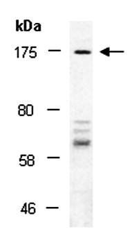 LTBP1 (N) Antibody, Rabbit Polyclonal