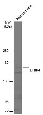 LTBP4 antibody [N1N2], N-term