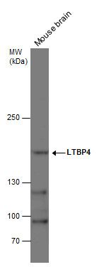 LTBP4 antibody [N1N2], N-term