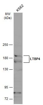 LTBP4 antibody [N1N2], N-term