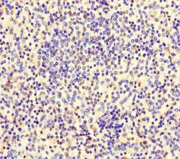 LTF Antibody