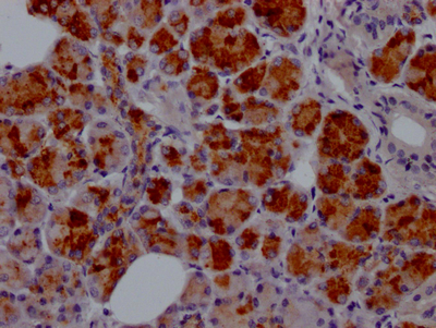 LTF Antibody