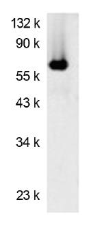 Mouse Luciferase (Firefly) Protein Luciferase (N-Terminus) Antibody