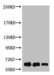 Luciferase Antibody