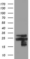 LXN Antibody