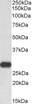 Latexin Antibody