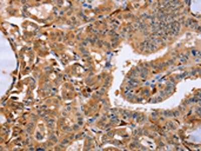 LXN Antibody