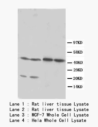 LXR alpha/NR1H3 Rabbit Polyclonal Antibody