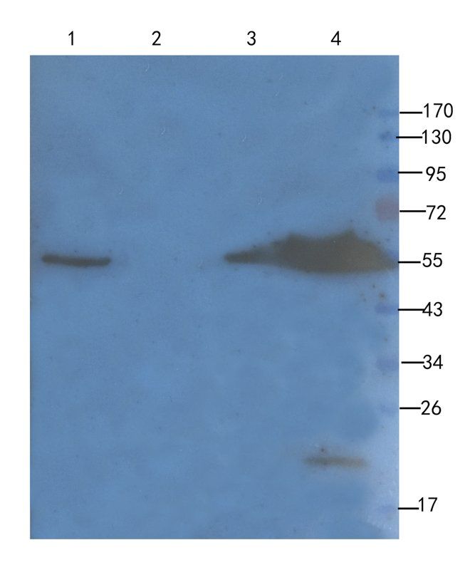 Ly-6G Rabbit Polyclonal Antibody