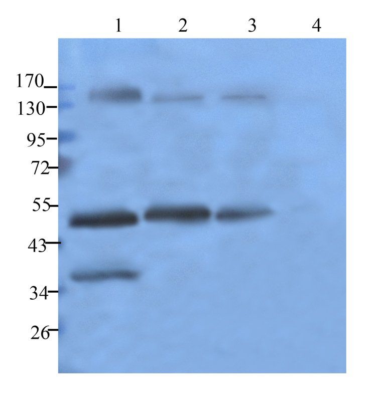 Ly-6G Rabbit Polyclonal Antibody