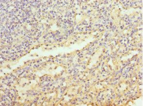LY86 Antibody