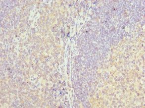LY86 Antibody