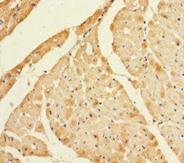 LYZL1 Antibody