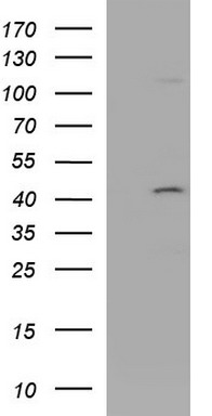 LZIC Antibody