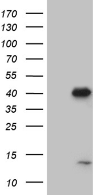 M-CSF Antibody