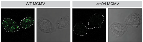Anti-m04 (MCMV) antibody - clone m04.16