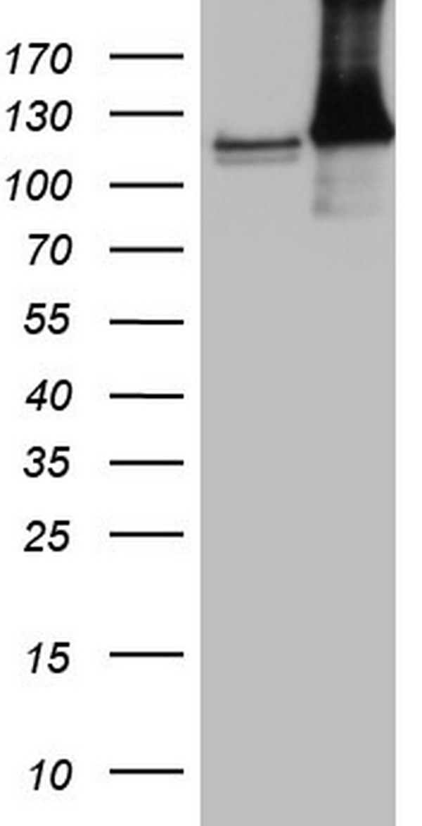 MSR1 Antibody