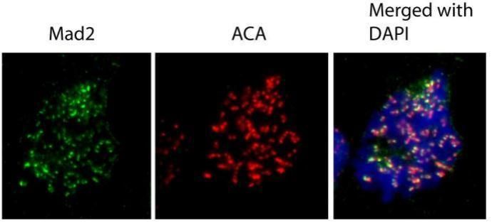 mitotic arrest deficient 2 like 1 Antibody