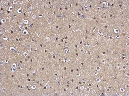 mitotic arrest deficient 2 like 1 Antibody