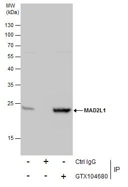 mitotic arrest deficient 2 like 1 Antibody